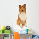 Rough Collie Dog