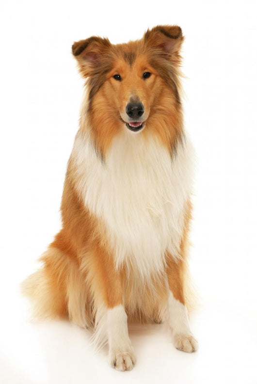 Rough Collie Dog