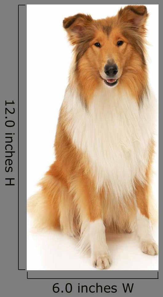 Rough Collie Dog