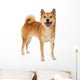 Shiba Inu dog Wall Decal