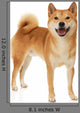 Shiba Inu dog Wall Decal
