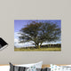 Countryside Wall Mural