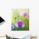 Poppies Morning Oil Painting