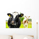 Young Curious Calfs Green