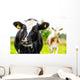 Young Curious Calfs Green