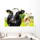 Young Curious Calfs Green