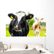 Young Curious Calfs Green