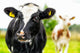 Young Curious Calfs Green