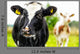 Young Curious Calfs Green