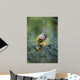 Common Squirrel Monkey Wall Mural