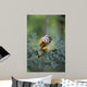Common Squirrel Monkey Wall Mural