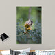 Common Squirrel Monkey Wall Mural