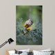 Common Squirrel Monkey Wall Mural
