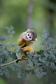Common Squirrel Monkey Wall Mural