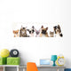 Cat and dog, medium group of animals Wall Decal