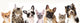 Cat and dog, medium group of animals Wall Decal