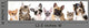 Cat and dog, medium group of animals Wall Decal