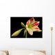 Amaryllis Amaryllis Hippeastrum