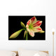Amaryllis Amaryllis Hippeastrum