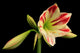 Amaryllis Amaryllis Hippeastrum