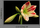 Amaryllis Amaryllis Hippeastrum