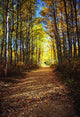 Forest Path In Autumn Wall Mural