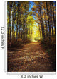 Forest Path In Autumn Wall Mural