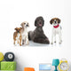 Group Dogs Gruppe Von