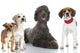 Group Dogs Gruppe Von