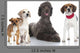 Group Dogs Gruppe Von