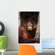 Orangutan Eating Leaf Wall Mural