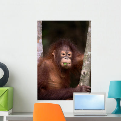 Orangutan Eating Leaf Wall Mural shown on a wall