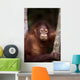 Orangutan Eating Leaf Wall Mural