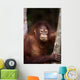 Orangutan Eating Leaf Wall Mural