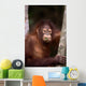 Orangutan Eating Leaf Wall Mural