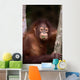 Orangutan Eating Leaf Wall Mural