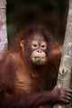 Orangutan Eating Leaf Wall Mural