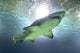 shark Wall Mural