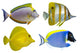 Four Tropical Fish Wall Decal