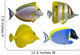 Four Tropical Fish Wall Decal