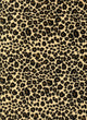 leopard print fabric texture Wall Mural