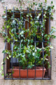 Convolvulus Wall Mural