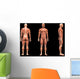 Man Muscles Anatomy Wall Mural