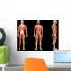 Man Muscles Anatomy Wall Mural