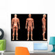 Man Muscles Anatomy Wall Mural