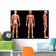 Man Muscles Anatomy Wall Mural