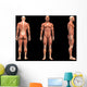 Man Muscles Anatomy Wall Mural