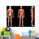 Man Muscles Anatomy Wall Mural