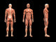 Man Muscles Anatomy Wall Mural