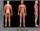 Man Muscles Anatomy Wall Mural